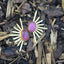 Arrow studs [hot pink]